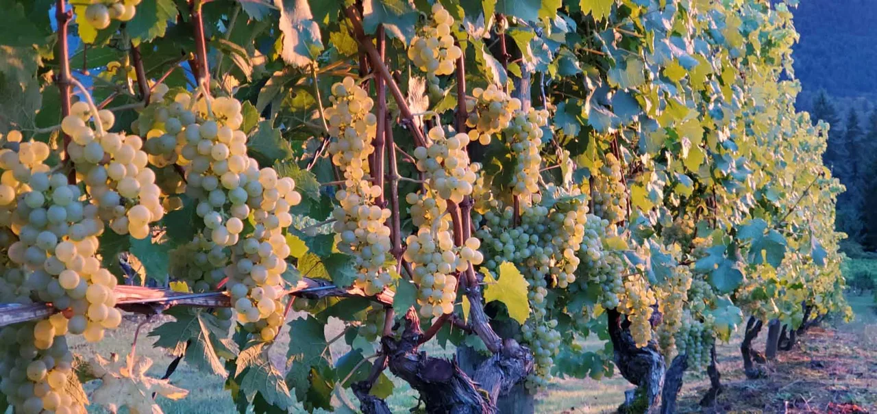Abiqua Wind Vineyard