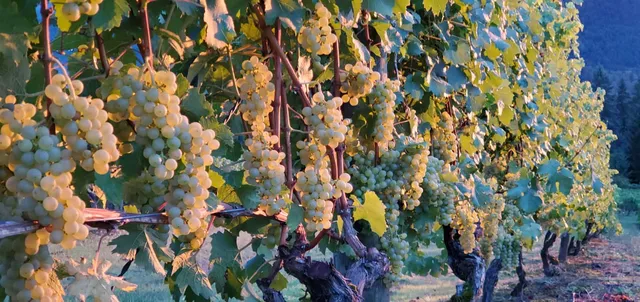 Abiqua Wind Vineyard