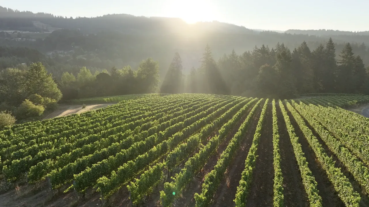 Adelsheim Vineyard
