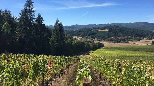 Sass Winery