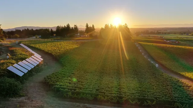 Sokol Blosser Winery