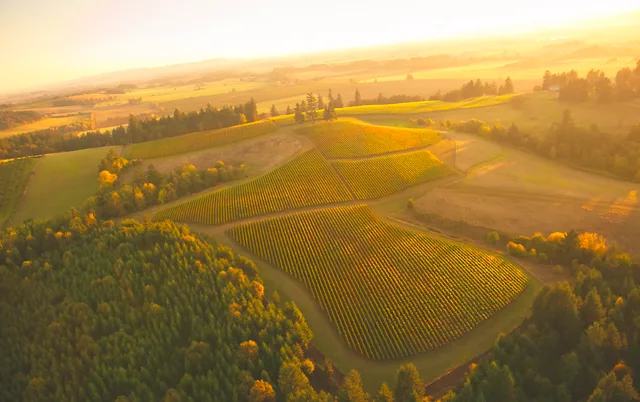 Soter Vineyards – Mineral Springs Ranch