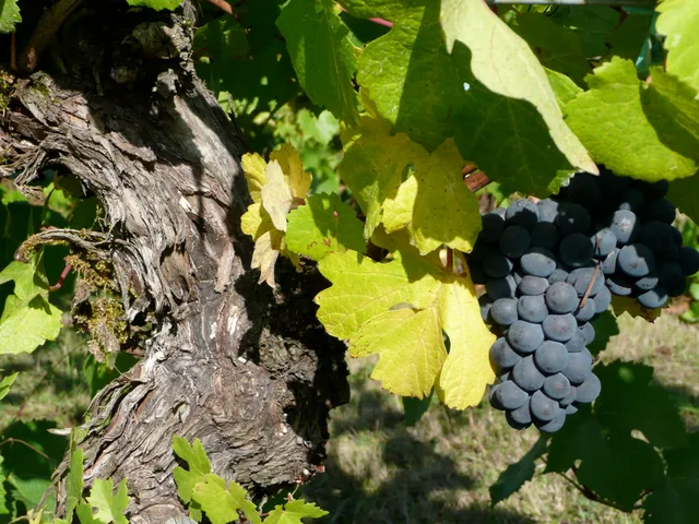 Tyee Wine Cellars