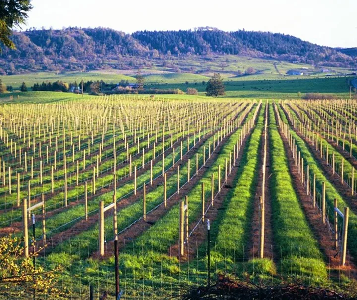 Meadows Estate Vineyard and Winery