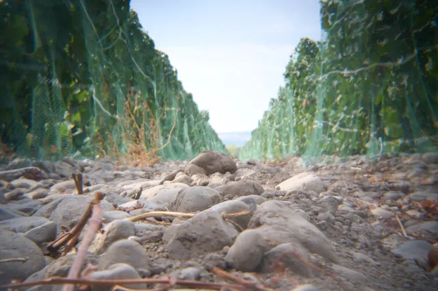 Pasxa Wines | Pášxa Wines